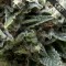 Auto CBD New York City Feminised seeds