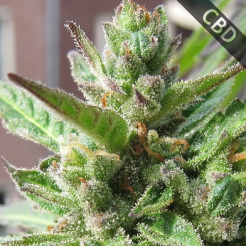 Auto CBD Northern Lights Feminised seeds