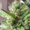 Auto CBD Northern Lights Feminised seeds