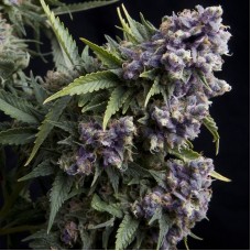 Auto Purple Feminised seeds