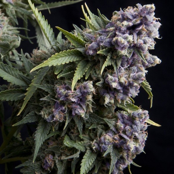 Auto Purple Feminised seeds