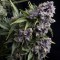 Auto Purple Feminised seeds