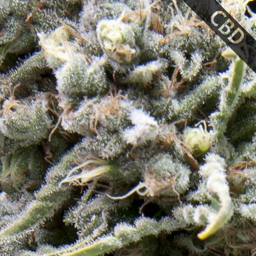 Auto CBD White Widow Feminised seeds