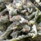 Auto CBD White Widow Feminised seeds