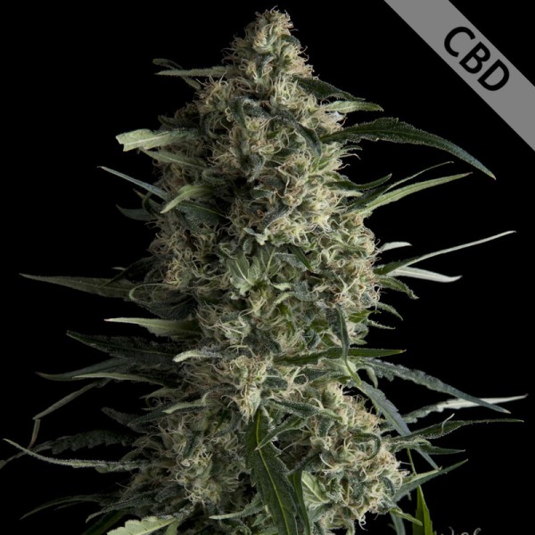 CBD Galaxy Feminised seeds