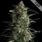 CBD Galaxy Feminised seeds