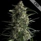CBD Galaxy Feminised CBD Galaxy Feminised