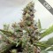 CBD Shark Feminised seeds