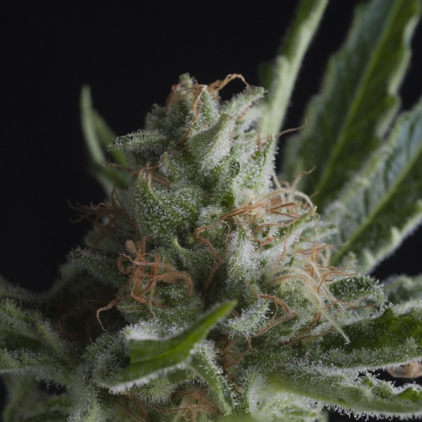 CBD Shark Feminised seeds