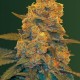 Насіння Auto Blow Dream Feminised