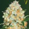 Auto Bubblegum+ Pro Feminised