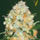 Auto Bubblegum+ Pro Feminised seeds Auto Bubblegum+ Pro Feminised seeds
