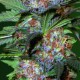 Auto Caramelino Feminised seeds Auto Caramelino Feminised seeds
