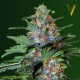 Auto Caramelino Feminised seeds Auto Caramelino Feminised seeds