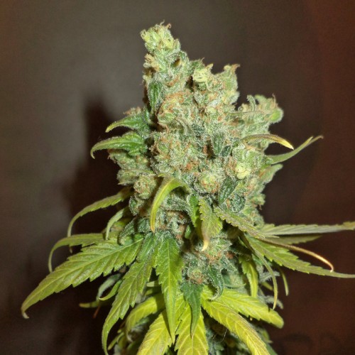Auto Chocodope Feminised