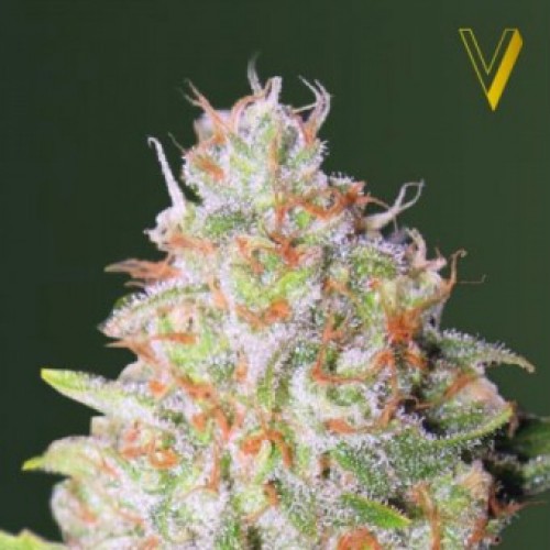 Auto Green Wild Shark Feminised Feminised seeds