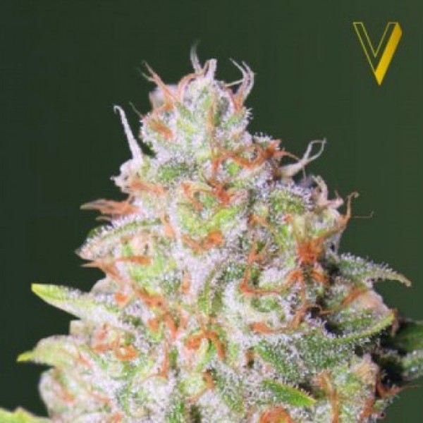 Auto Green Wild Shark Feminised Feminised seeds