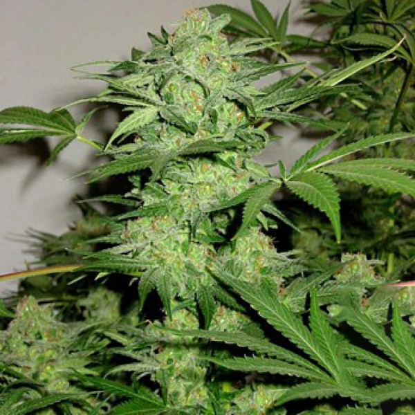 Auto Northern Light Feminised