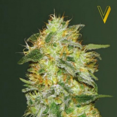 Auto Original Lemon Skunk Feminised seeds