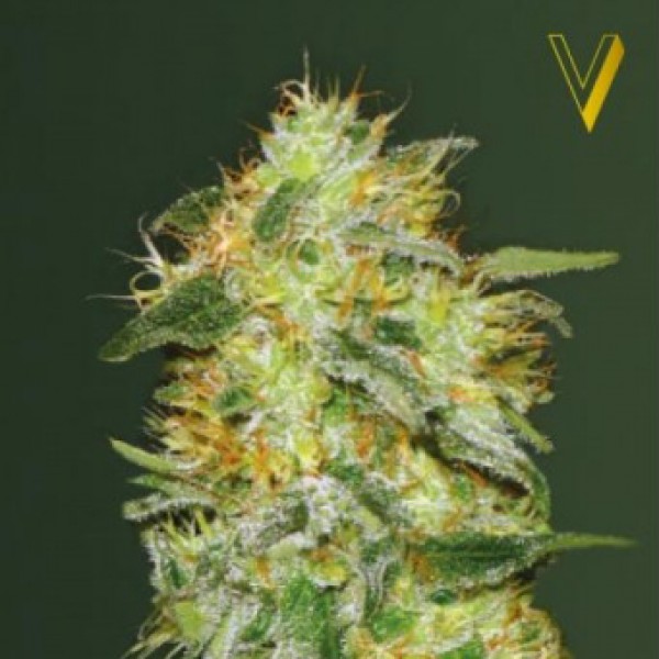 Auto Original Lemon Skunk Feminised seeds