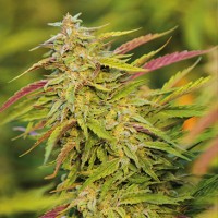 Purple Trainwreck Feminised