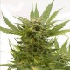 Auto Sour Diesel Feminised seeds