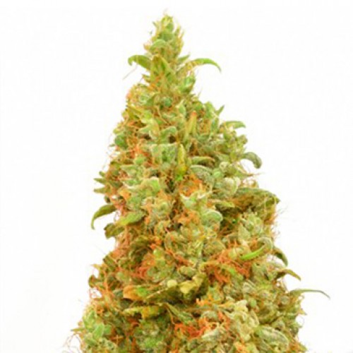 THC-Victory Feminised seeds