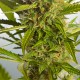 Auto White Widow XXL Feminised Auto White Widow XXL Feminised