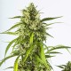 Auto White Widow XXL Feminised Auto White Widow XXL Feminised