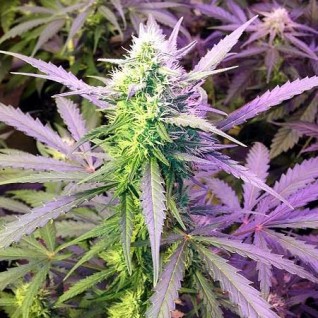 Foto Auto Girl Scout Cookies Feminised