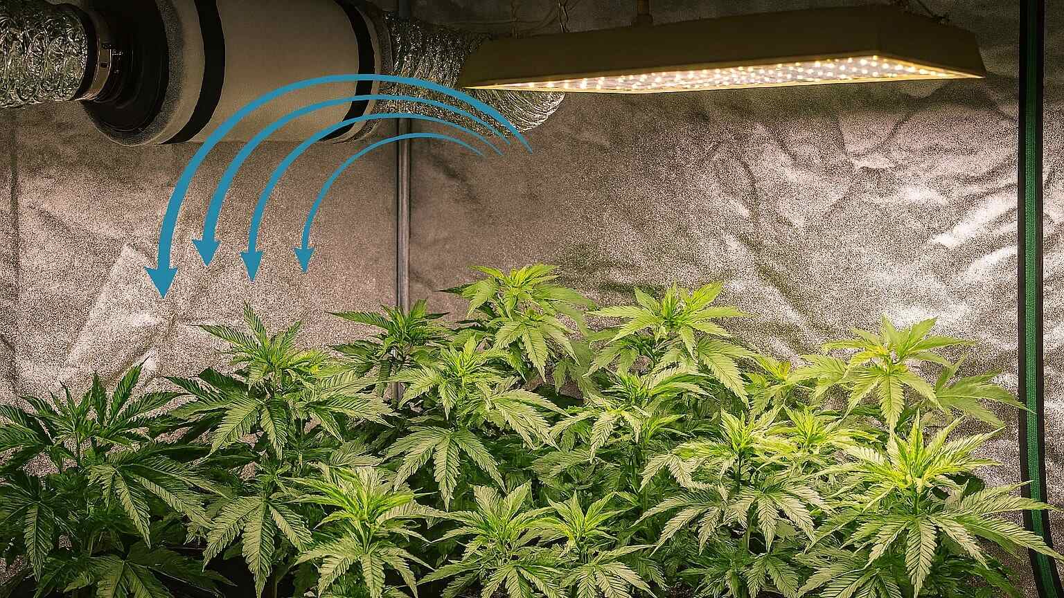 гровинг конопли без запаха как убрать запах ганжи