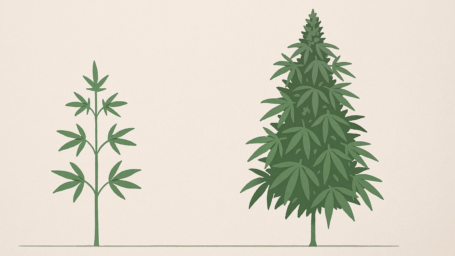 купить семена марихуаны