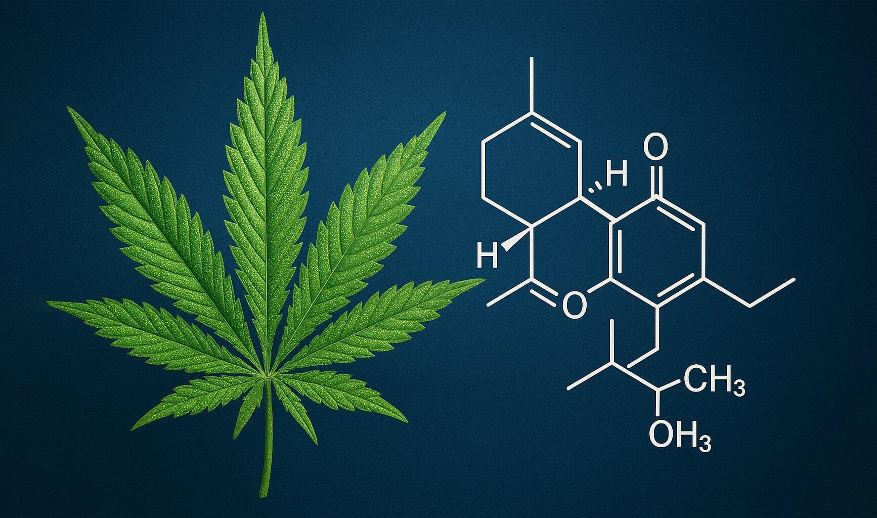 мощные сорта ганжи