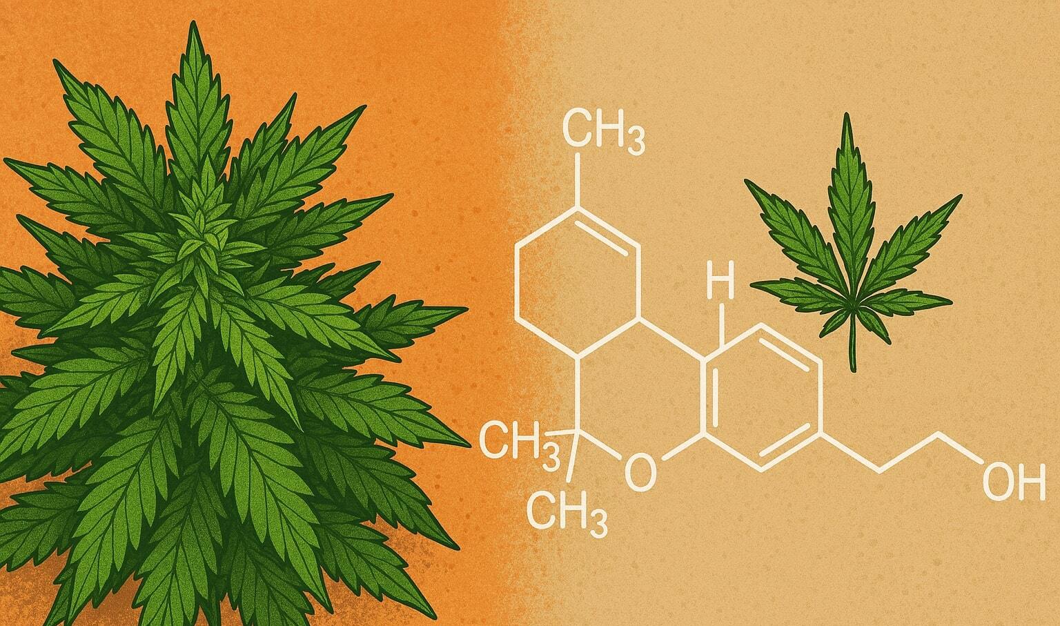 мощные семена конопли