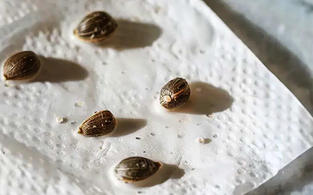 Methods for germinating cannabis seeds