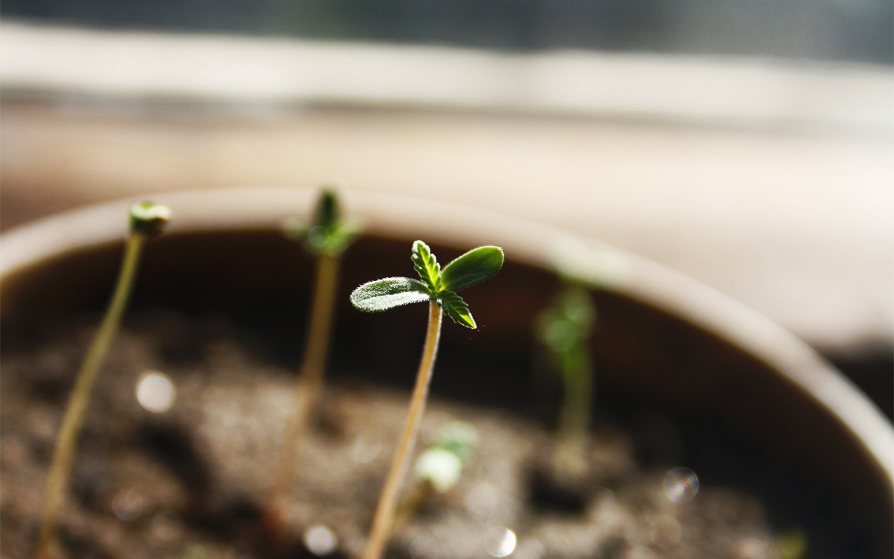 Tips for successfully germinating cannabis seeds