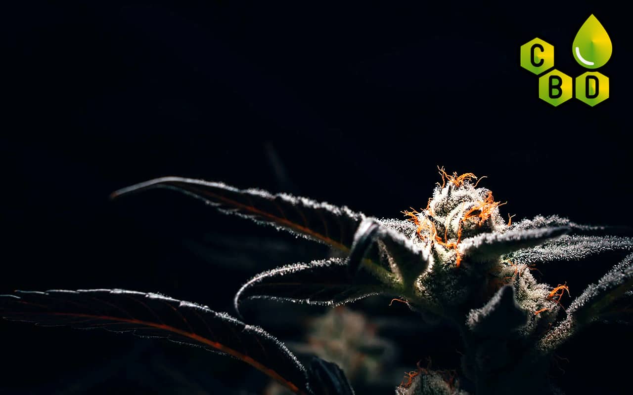 Buy medical CBD marijuana seeds from top seedbanks