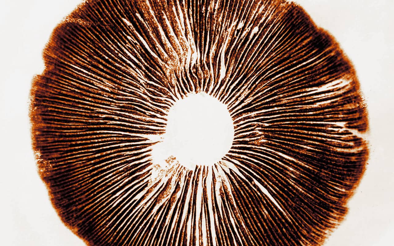 Купить споры грибов Psilocybe cubensis